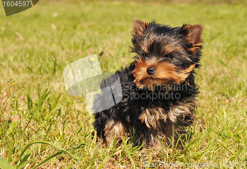 Image of puppy yorkshire terrier