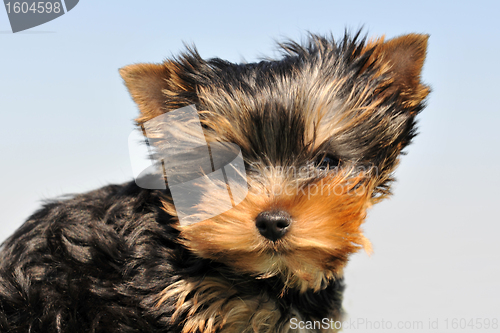 Image of puppy yorkshire terrier