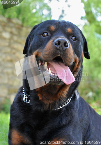 Image of rottweiler