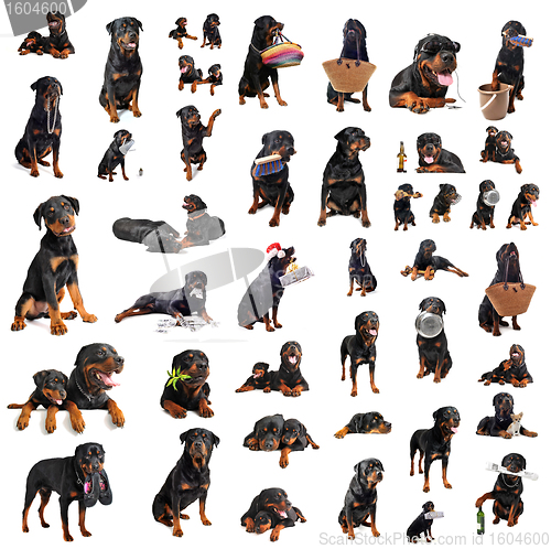 Image of rottweilers