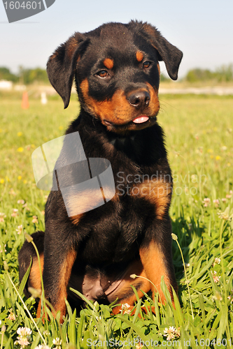 Image of puppy rottweiler