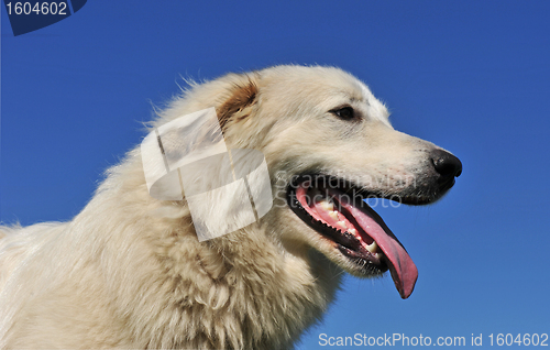 Image of Pyrenean mountain dog