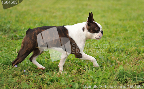 Image of boston terrier