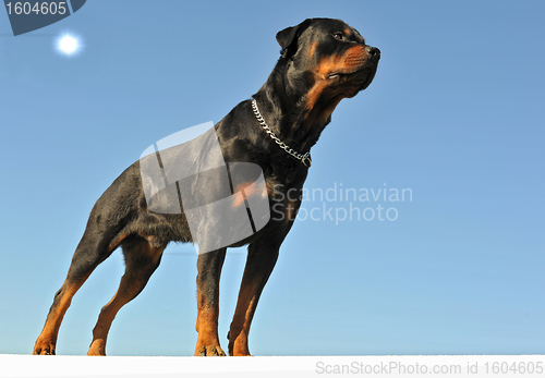 Image of rottweiler