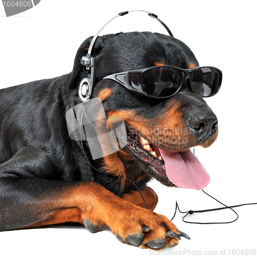 Image of rottweiler and music