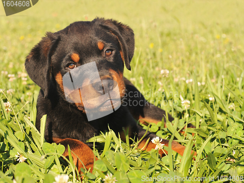 Image of puppy rottweiler