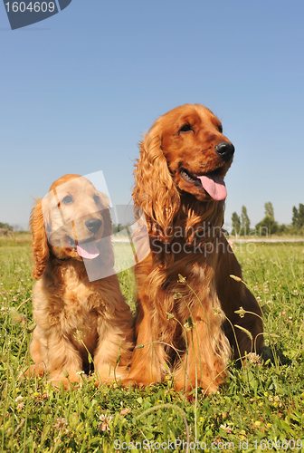Image of cocker spaniel, adult and puppy