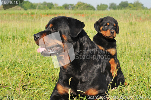 Image of rottweiler and puppy