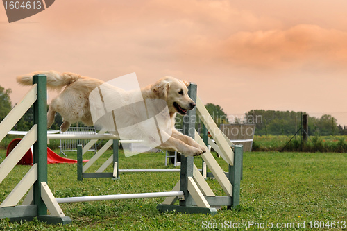 Image of golden retriever in agility