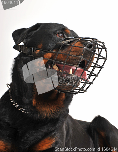Image of rottweiler with muzzle