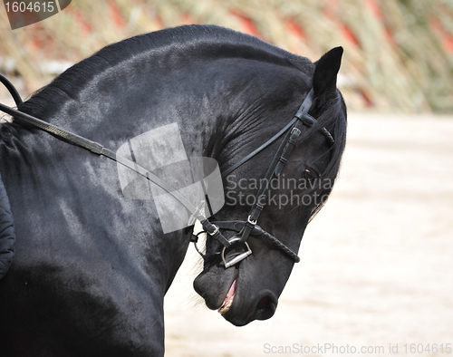 Image of friesian stallion