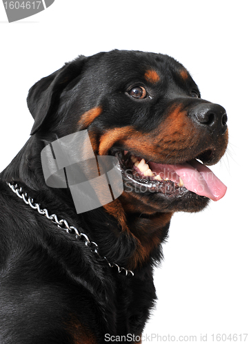 Image of rottweiler