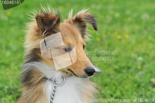 Image of puppy shetland