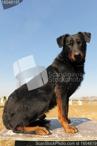 Image of french shepherd