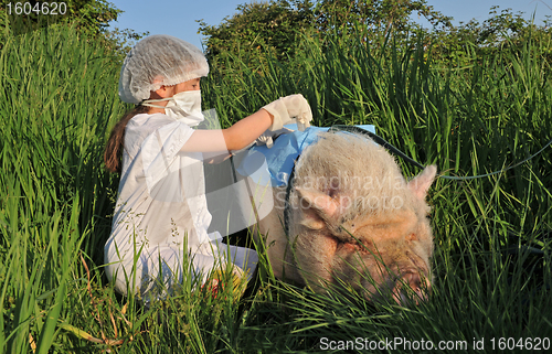 Image of Swine Influenza Flu