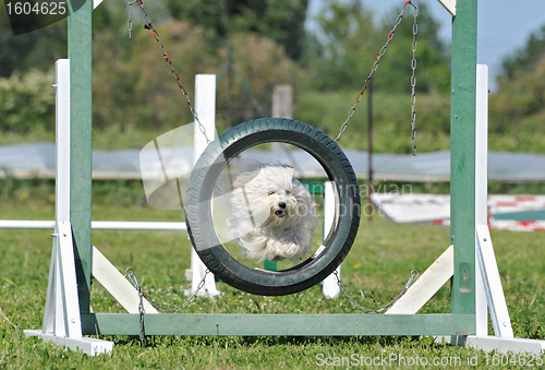 Image of jumping maltese dog 