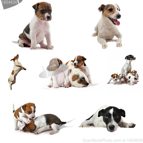 Image of jack russel terrier