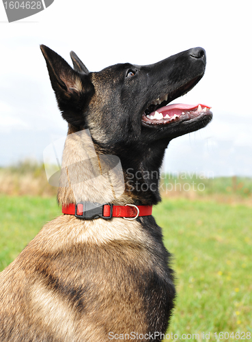 Image of young belgian shepherd