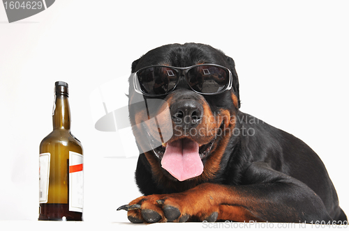 Image of rottweiler, alcohol and sunglasses