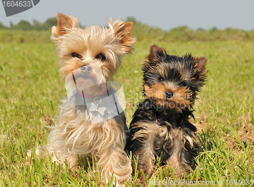 Image of yorkshire terrier and puppy