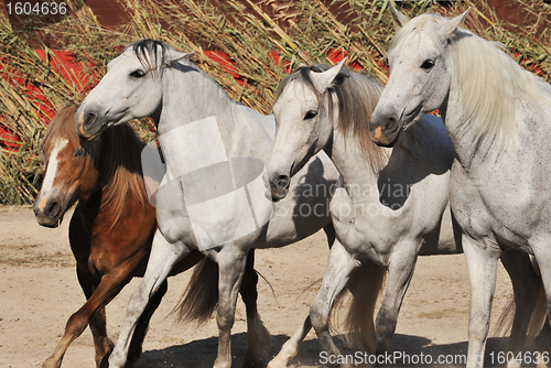 Image of horses and pony