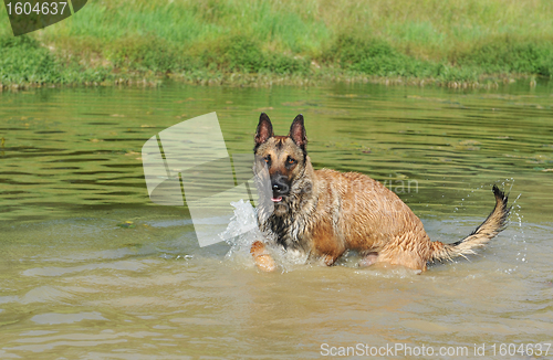 Image of swimming malinois