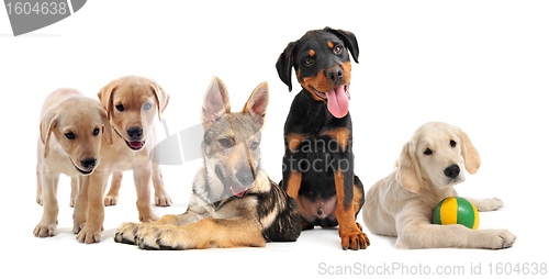 Image of group of puppies