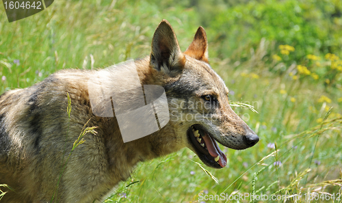 Image of czechoslovak dog