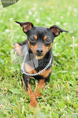 Image of miniature pinscher