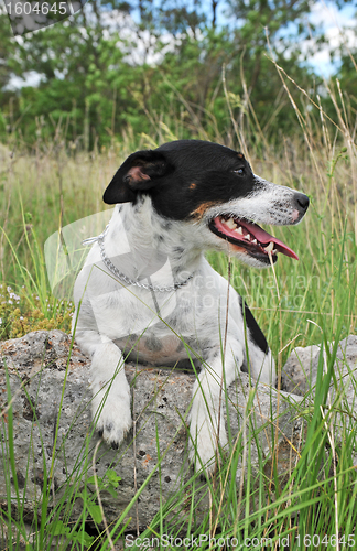 Image of jack russel terrier