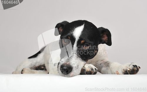 Image of sad jack russel terrier