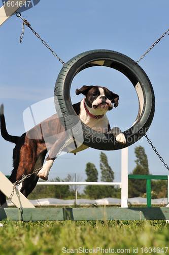 Image of boxer in agility