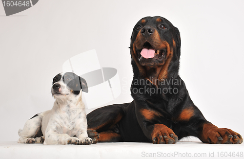 Image of rottweiler and jack russel terrier