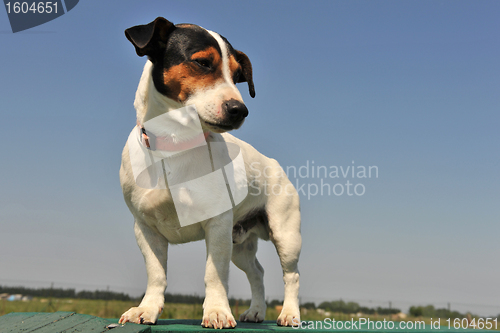 Image of jack russel terrier