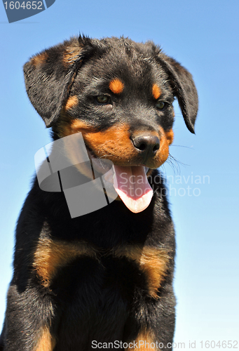 Image of puppy rottweiler