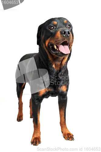 Image of rottweiler