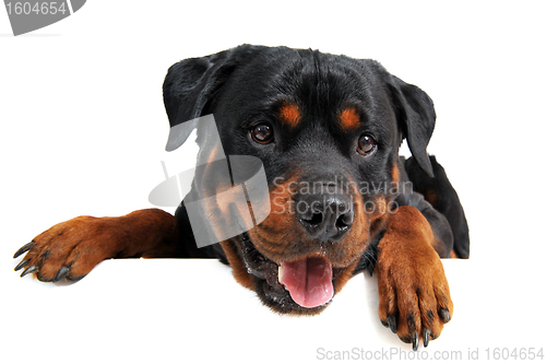 Image of head of rottweiler