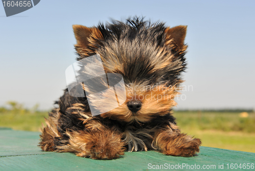 Image of puppy yorkshire terrier