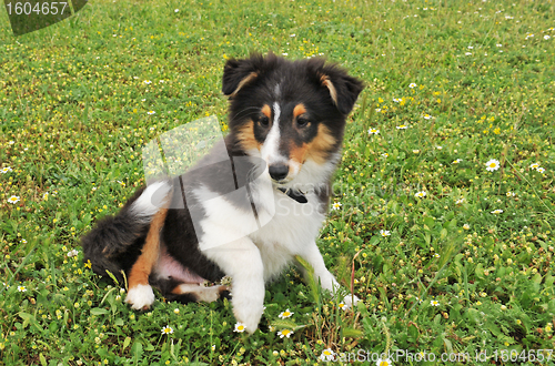 Image of puppy shetland dog