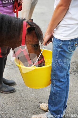 Image of feeding a pony