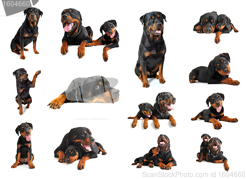 Image of rottweiler