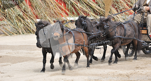 Image of four miniatures horse with harness