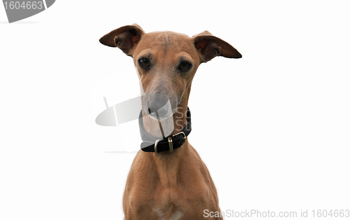 Image of italian greyhound