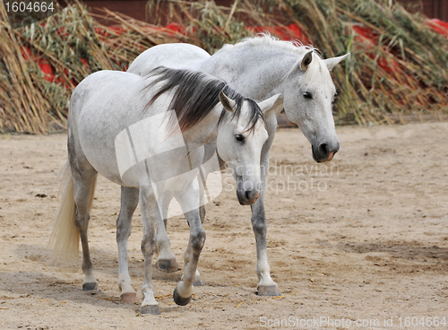Image of two white horses