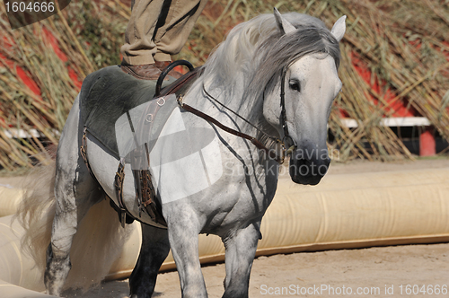 Image of Show of equestrian acrobatics