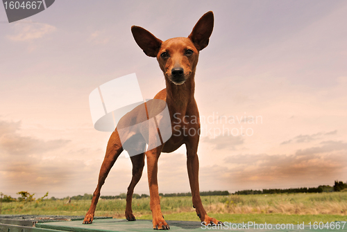 Image of miniature pinscher