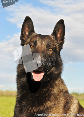 Image of belgian shepherd malinois