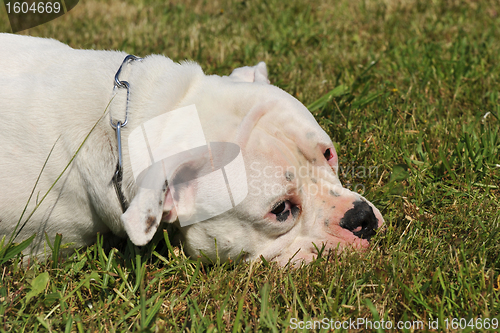 Image of american bulldog