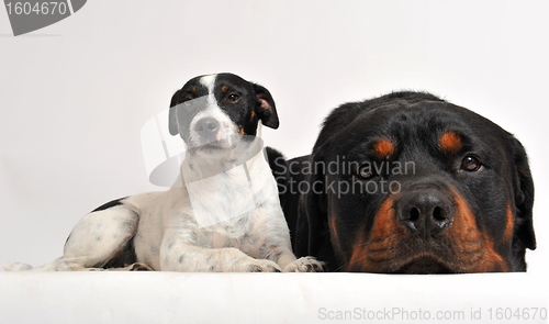 Image of rottweiler and jack russel terrier