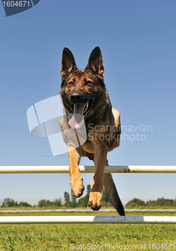 Image of jumping german shepherd